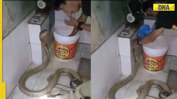 男子徒手给眼镜王蛇洗澡，视频走红网络