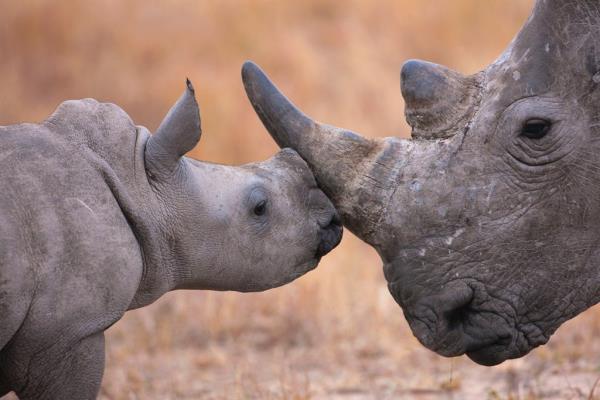 自1977年以来，世界上最大的濒危犀牛保护区没有一次偷猎