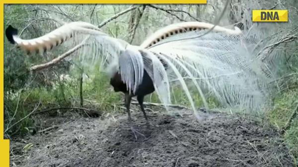 Viral video shows bird mimicking any sound it hears, netizens are mesmerized